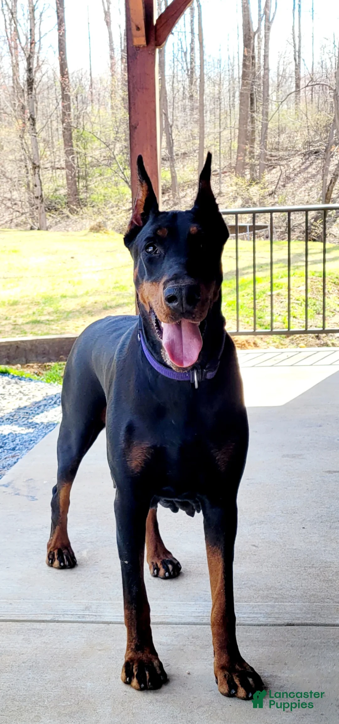 Doberman Pinscher dogs for sale: MAYBELLE - Ad 2