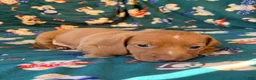 Miniature Dachshund dogs for sale: THOR - Ad 4
