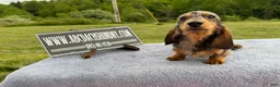 Miniature Dachshund dogs for sale: AKC Show Dapple- Russian - Ad 5