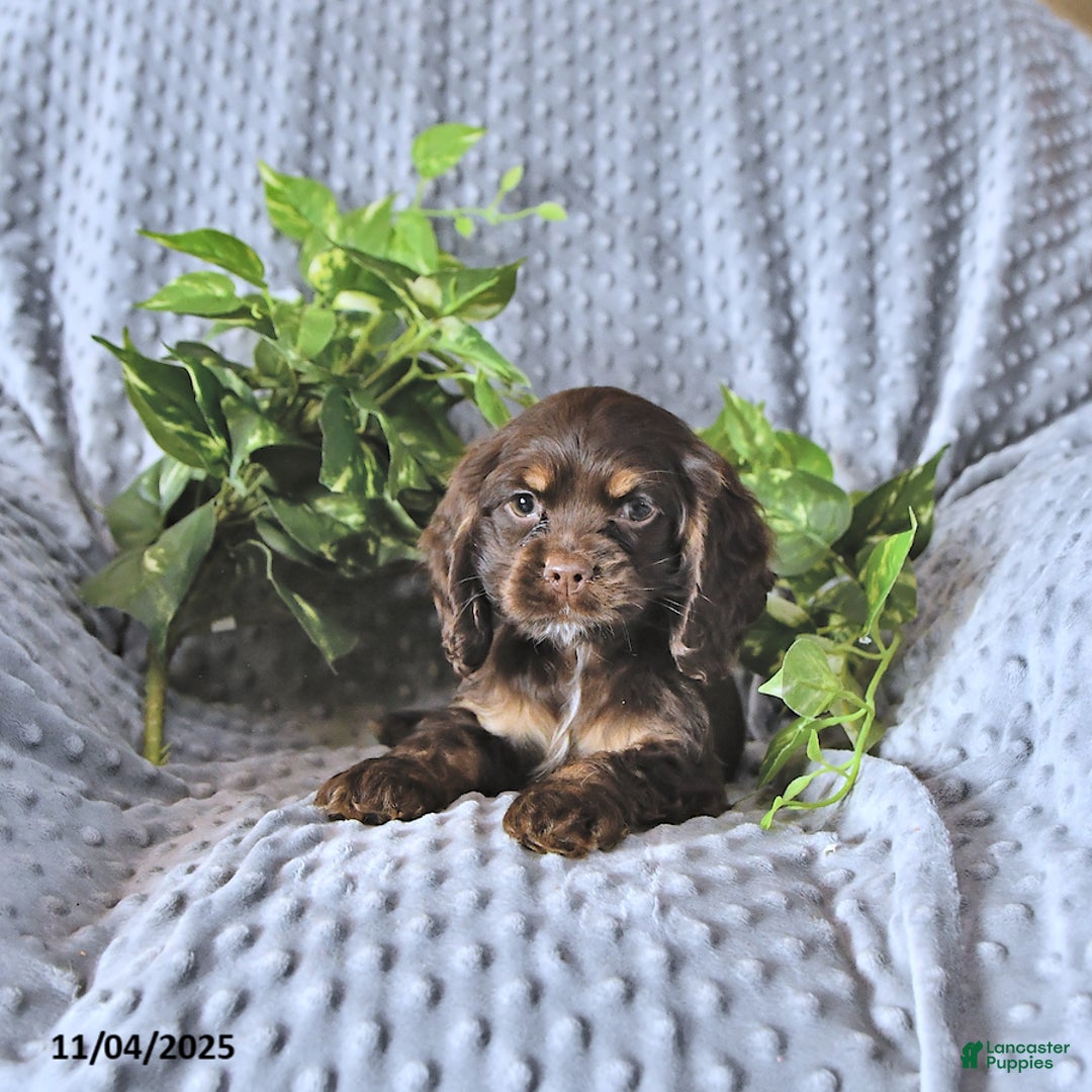 Cocker Spaniel dogs for sale: Mavis - Ad 4
