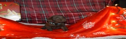 Labrador Retriever dogs for sale: Rose - Ad 2