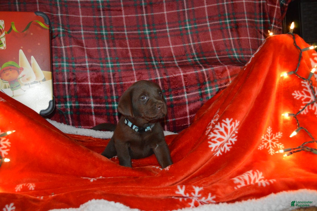 Labrador Retriever dogs for sale: Rose - Ad 2