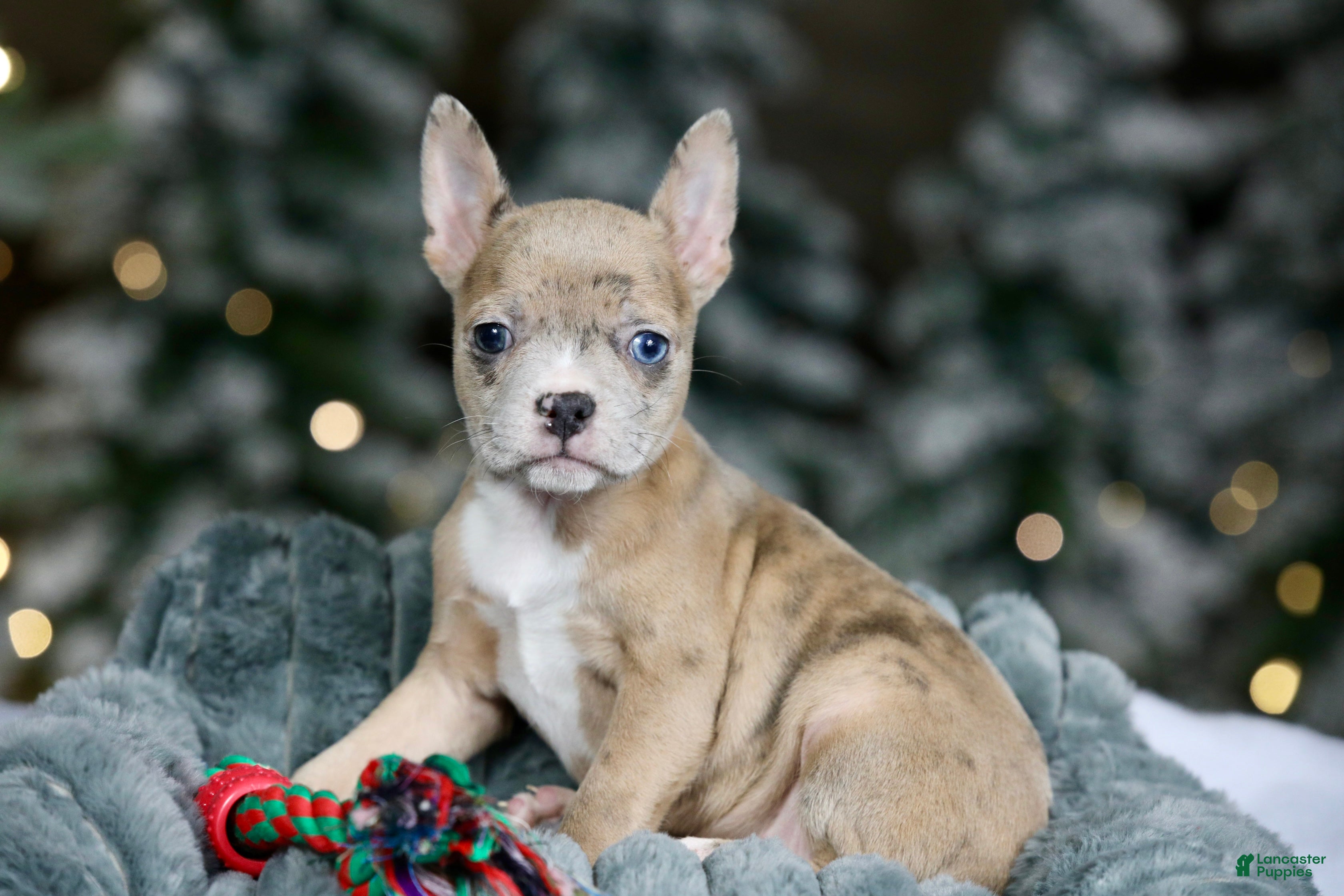 Frenchton dogs Falafel - Ad 14