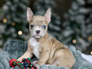 Frenchton dogs Falafel - Ad 9