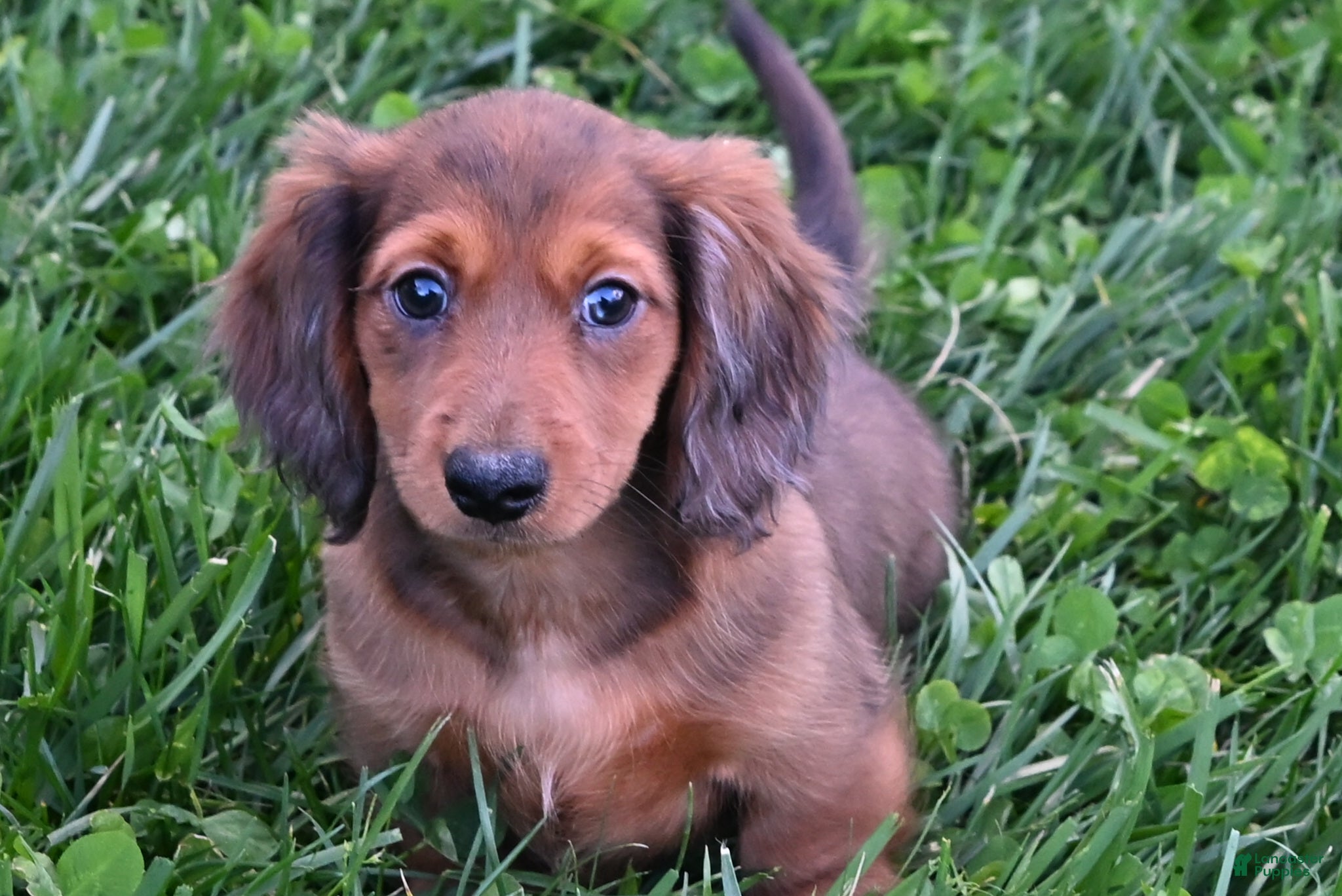 Miniature Dachshund dogs AKC Jewel - Ad 1