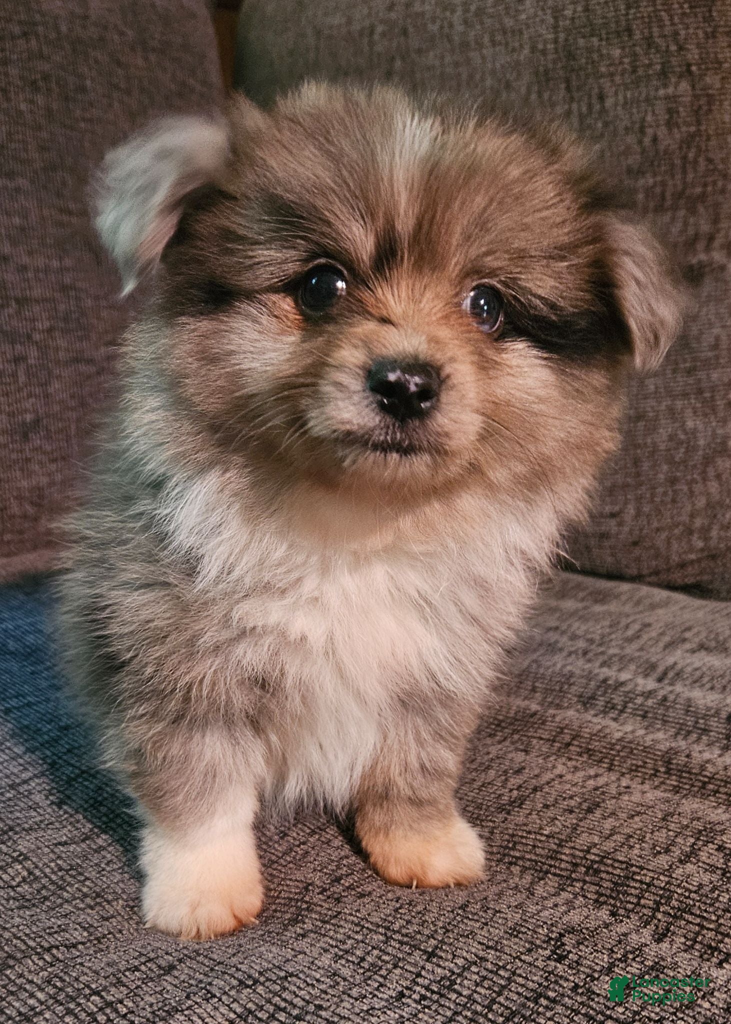 Pomchi dogs Pomchi 1 - Ad 4