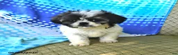 Shih Tzu dogs for sale: Jeremiah - Ad 9