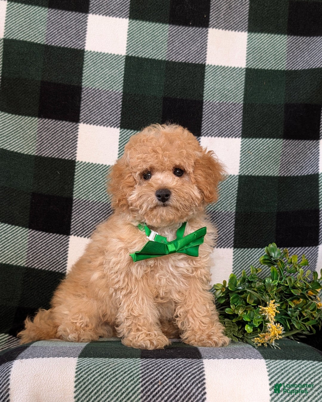 Miniature Poodle dogs for sale: Tanner - Ad 5