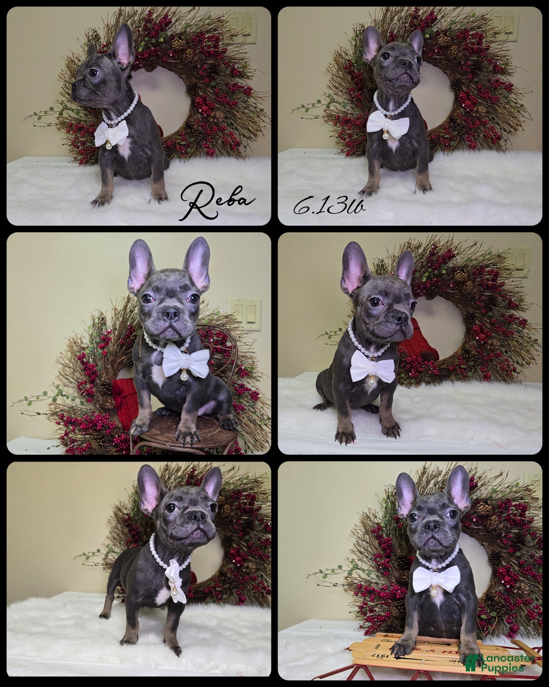 French Bulldog dogs for sale: Reba - Ad 1