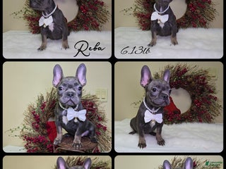 French Bulldog dogs Reba - Ad 20