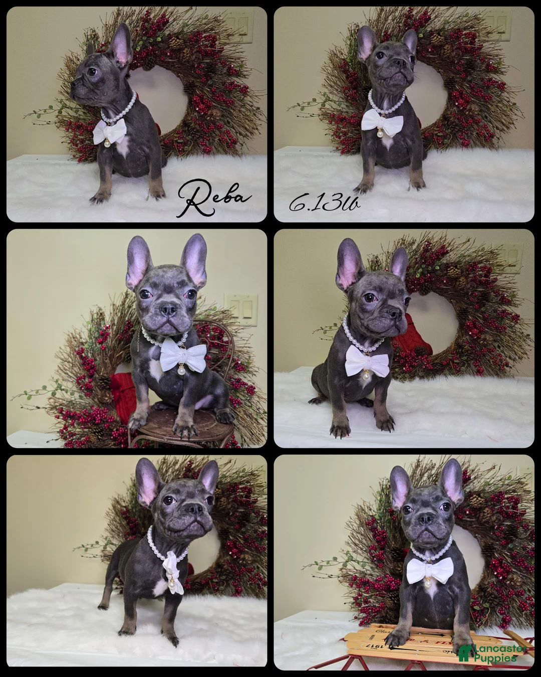 French Bulldog dogs for sale: Reba - Ad 3
