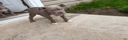Mixed Breed dogs for sale: Mixed Breed Puppy 2 - Ad 8