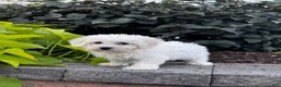Bichon Frise dogs for sale: Bonnie  - Ad 5