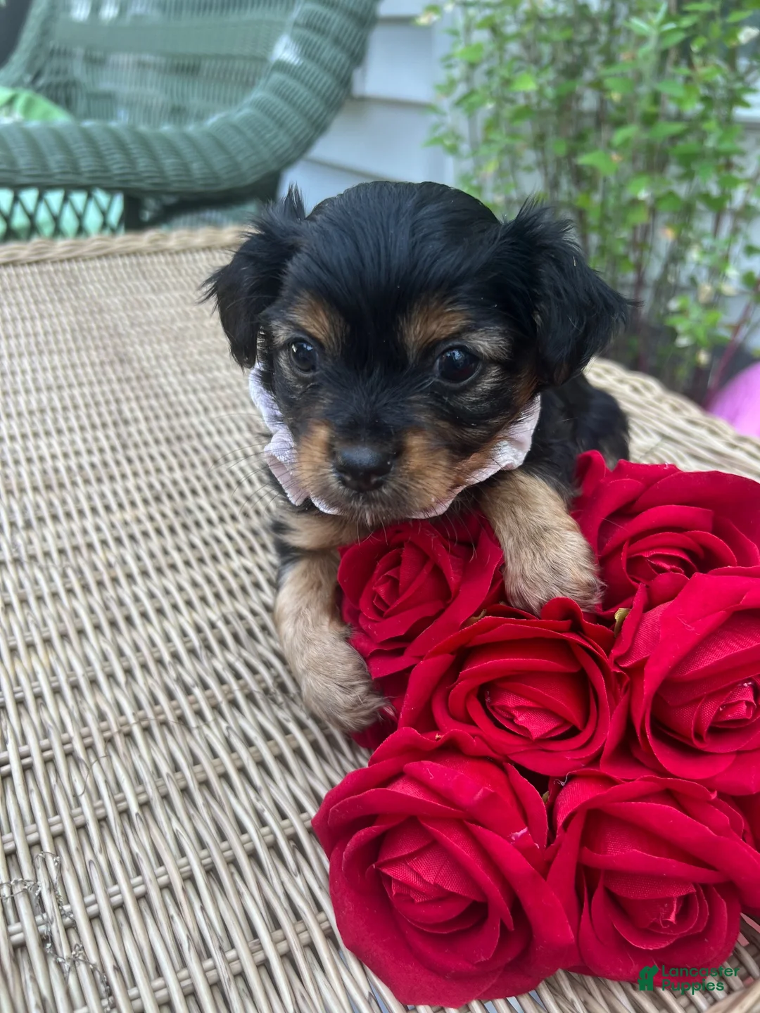 Chorkie dogs for sale: Chorkie 3 - Ad 2
