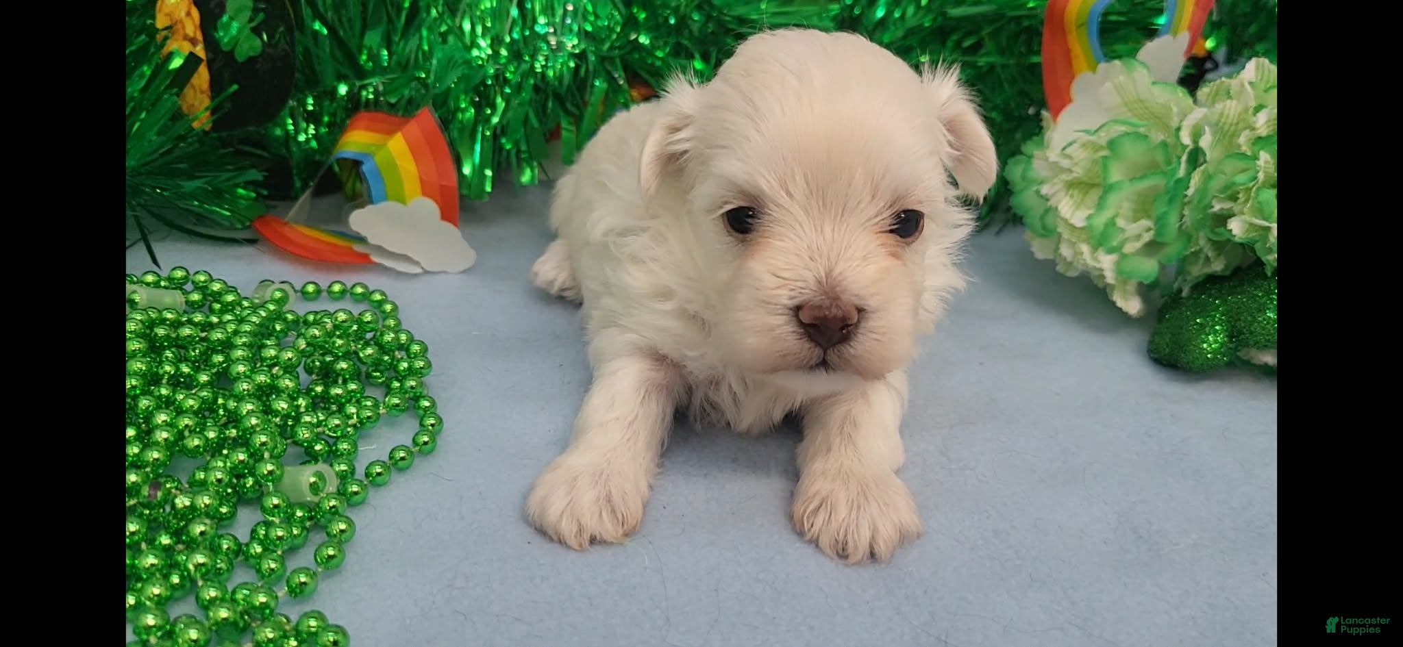 Maltese dogs Maltese Puppy 2  - Ad 2