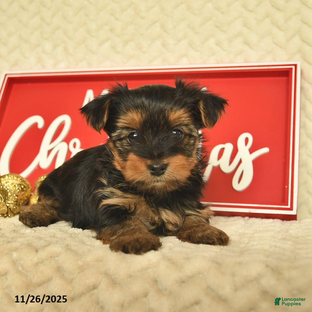 Yorkiepoo dogs for sale: Davon  - Ad 8