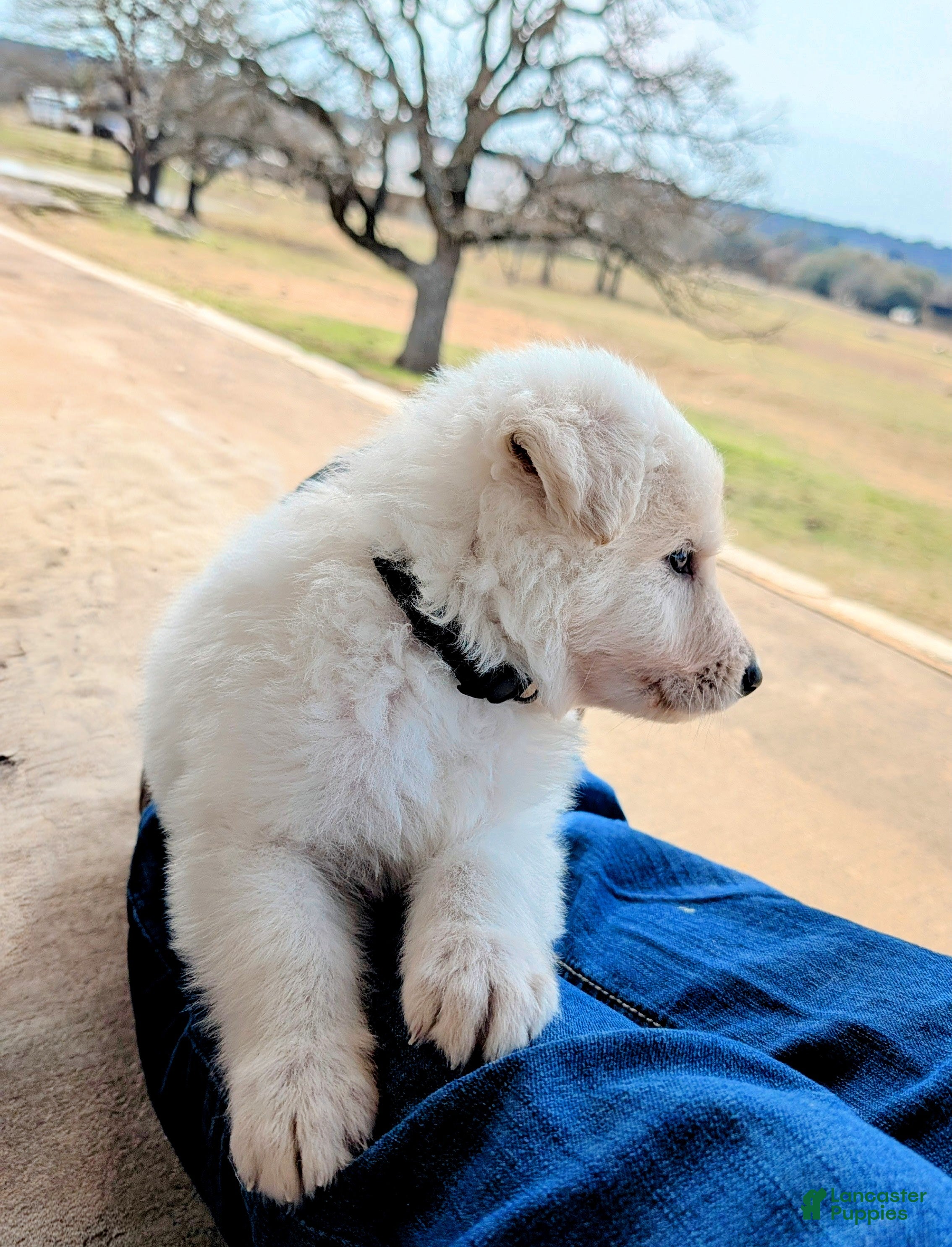 German Shepherd dogs Kili (short for Kilimanjaro) - Ad 1