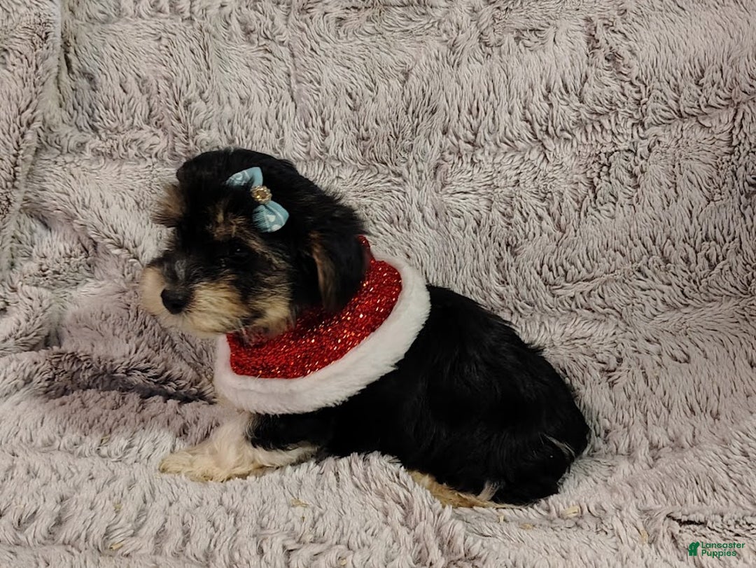 Yorkiepoo dogs for sale: Dandy - Ad 3