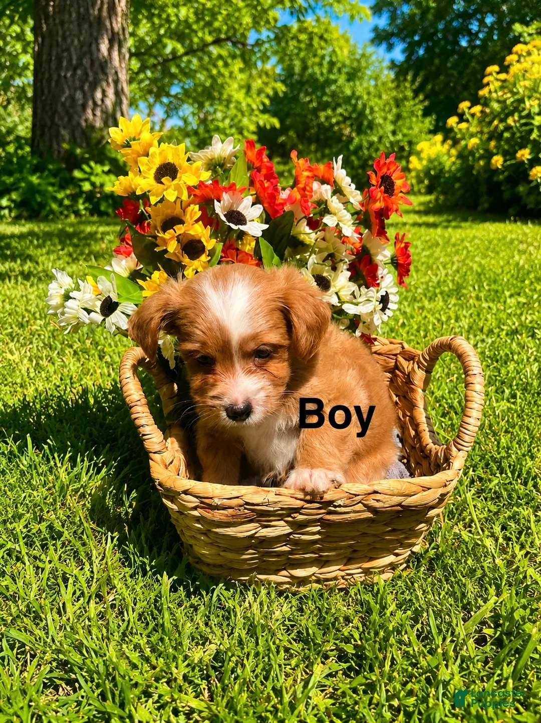 Mixed Breed dogs for sale: Teddy  - Ad 1