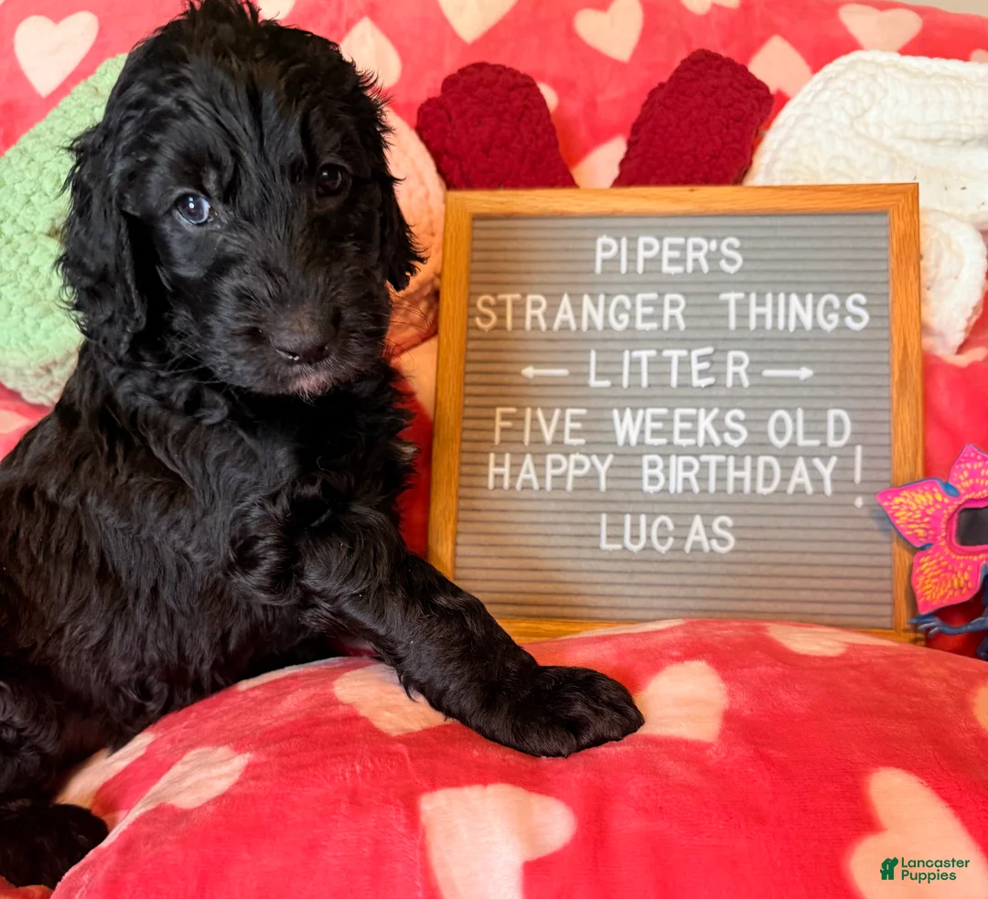 Goldendoodle dogs for sale: Hopper - Ad 7