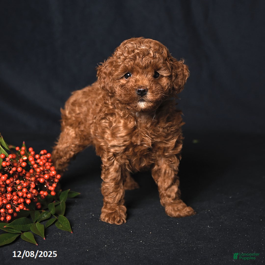 Toy Poodle dogs for sale: Ginger - Ad 2