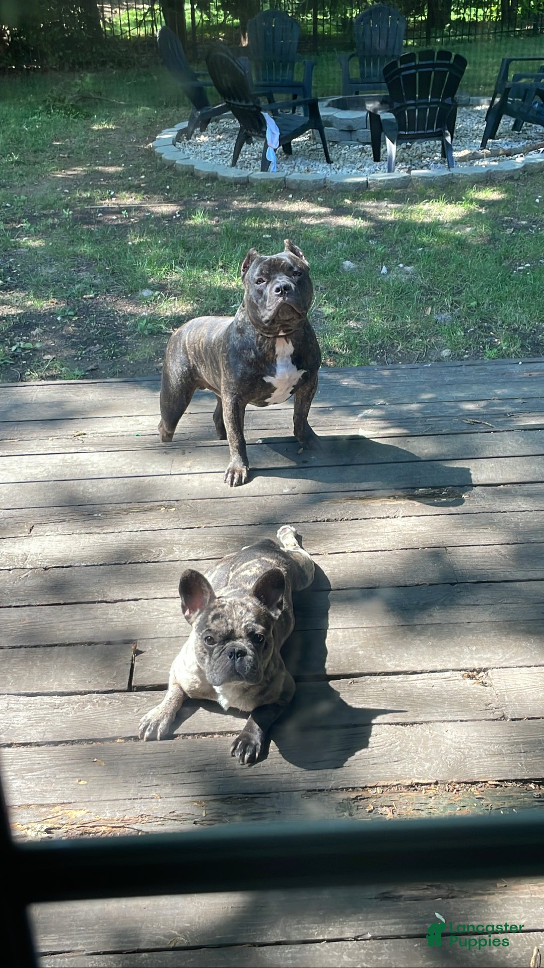 American Bully dogs for sale: Apollo - Ad 4
