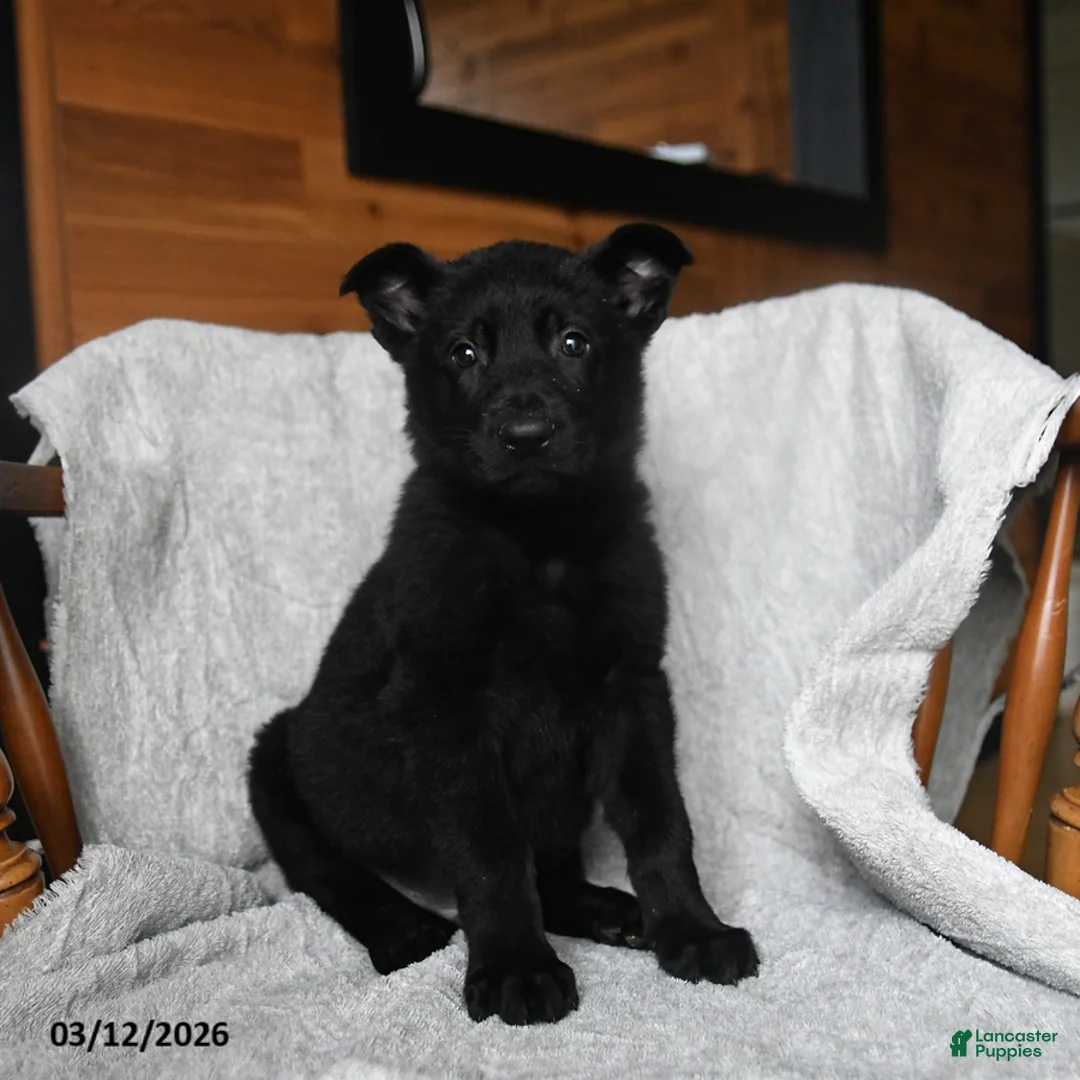 Mixed Breed dogs for sale: Tornado - Ad 2