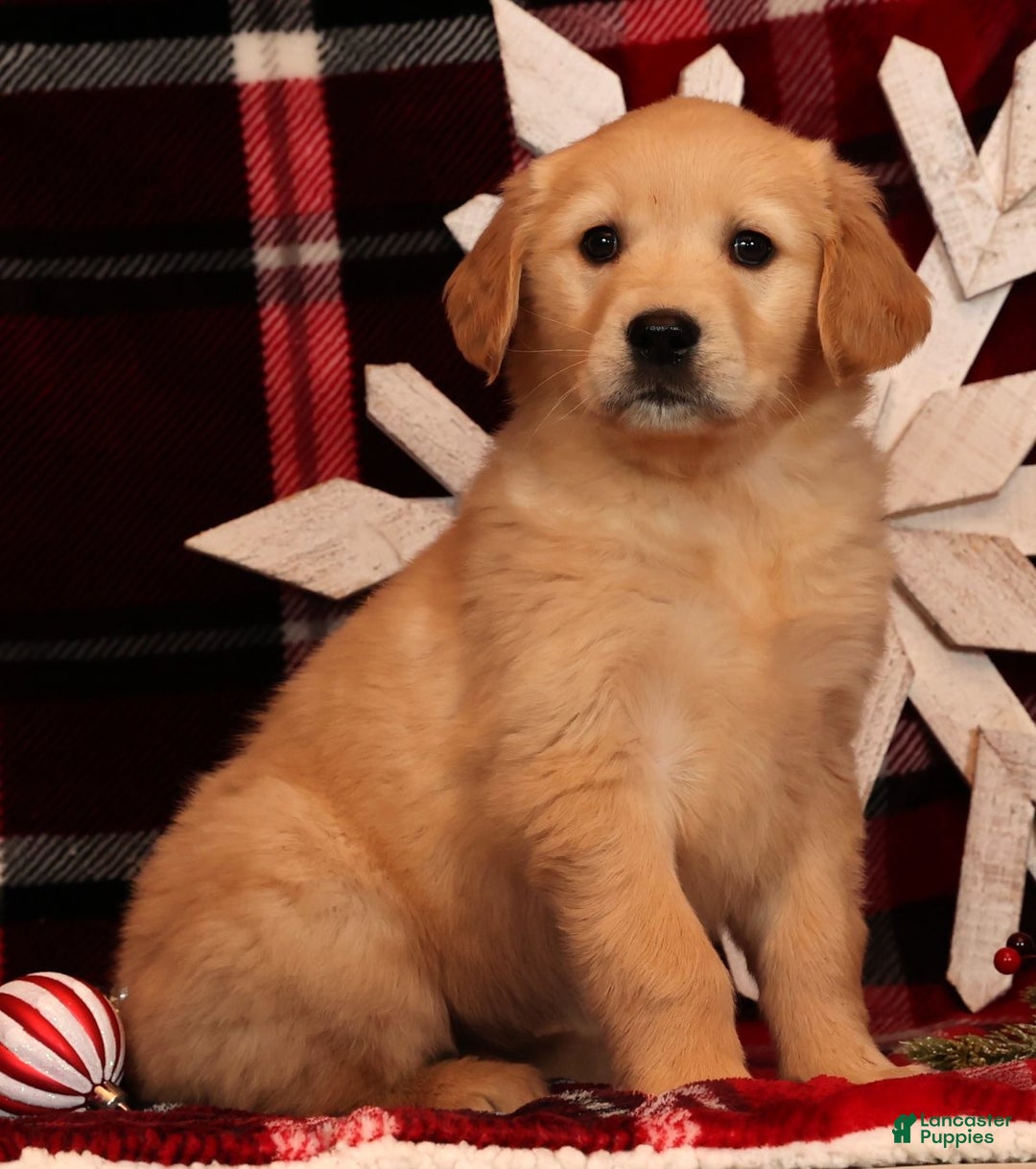 Golden Retriever dogs for sale: Noel - Ad 1