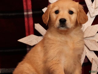 Golden Retriever dogs Noel - Ad 21