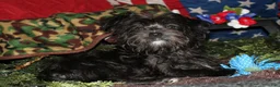 Morkie dogs for sale: Frank - Ad 14