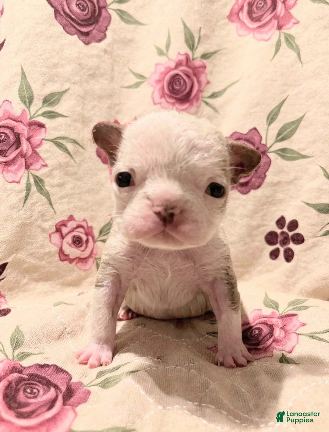 French Bulldog dogs for sale: Brownie - Ad 2