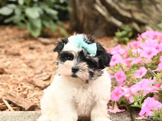 Mixed Breed dogs - Ad 42