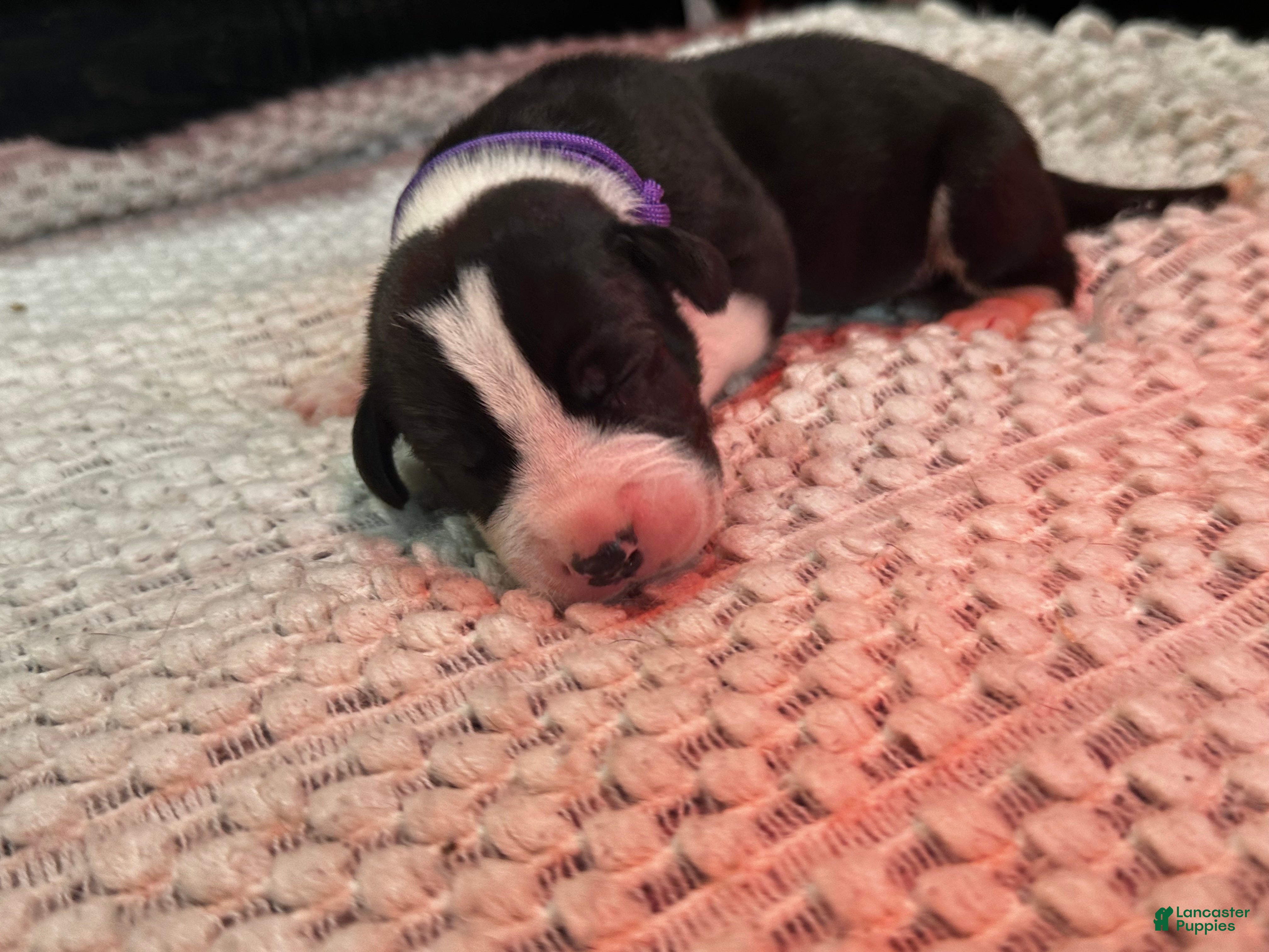 Great Dane dogs Falkor - Ad 1