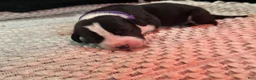 Great Dane dogs for sale: Falkor - Ad 2