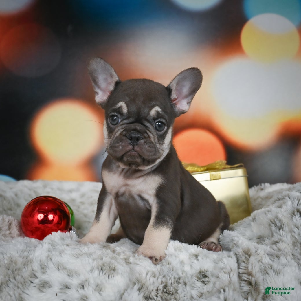 French Bulldog dogs Crystal - Ad 10