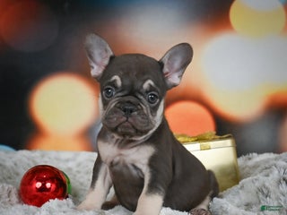 French Bulldog dogs for sale: Crystal - Ad 2
