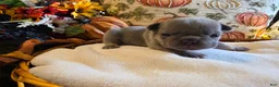 French Bulldog dogs for sale: Winston  - Ad 4