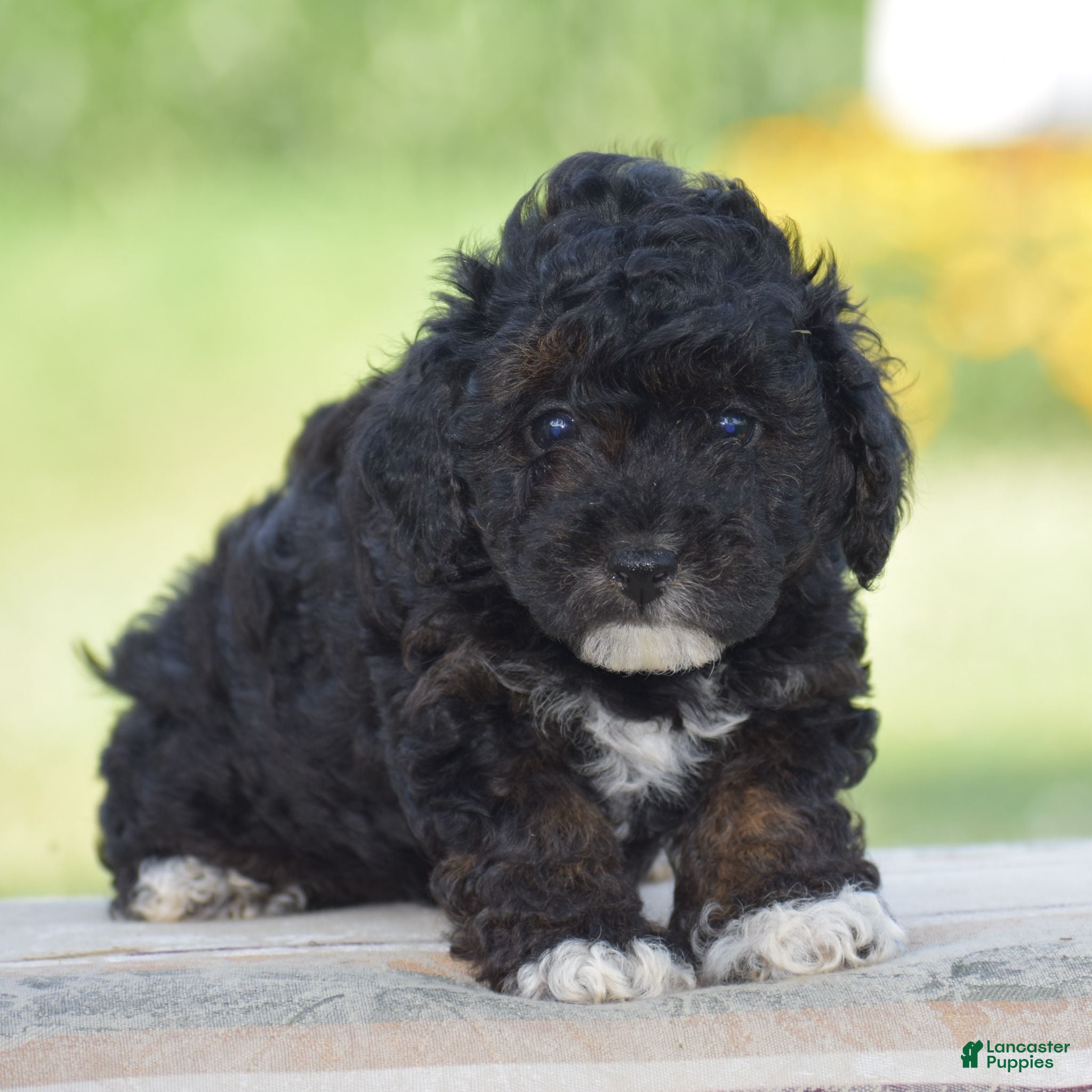 Yorkiepoo dogs Chalmers - Ad 1