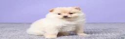 Pomeranian dogs for sale: Dixie - Ad 3