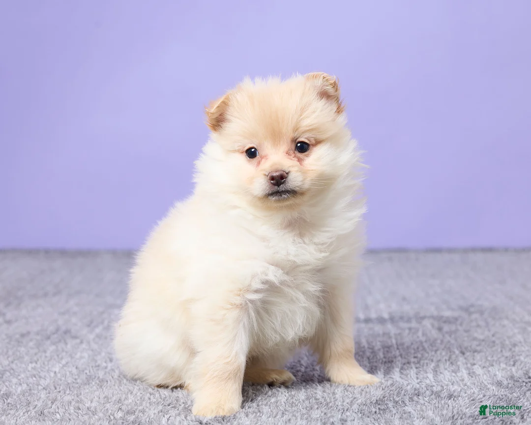 Pomeranian dogs for sale: Dixie - Ad 3