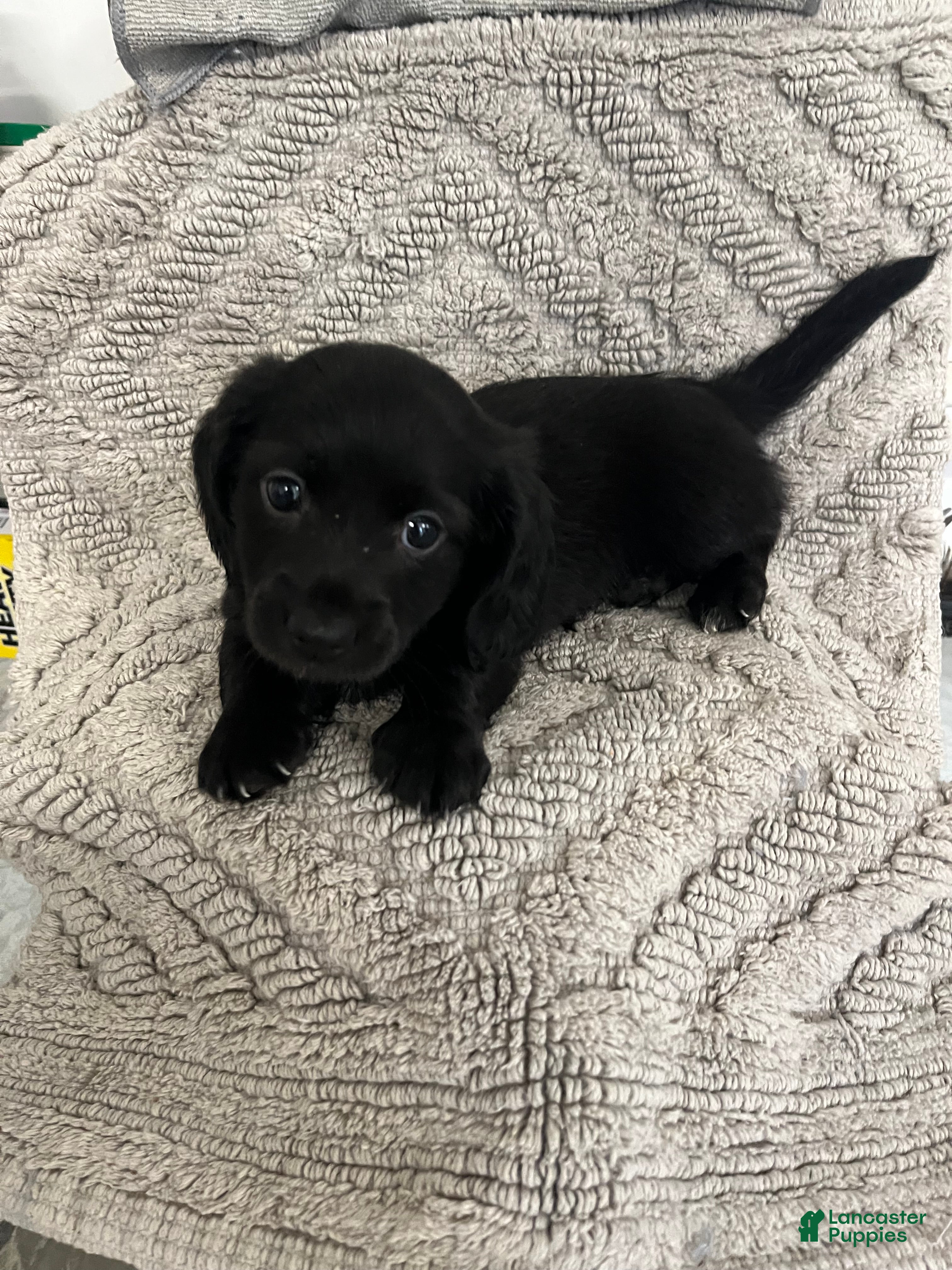 Miniature Dachshund dogs James - Ad 19