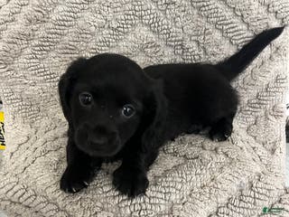 Miniature Dachshund dogs James - Ad 27