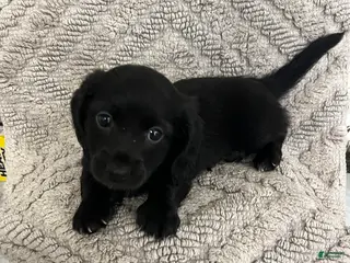 Miniature Dachshund dogs James - Ad 28