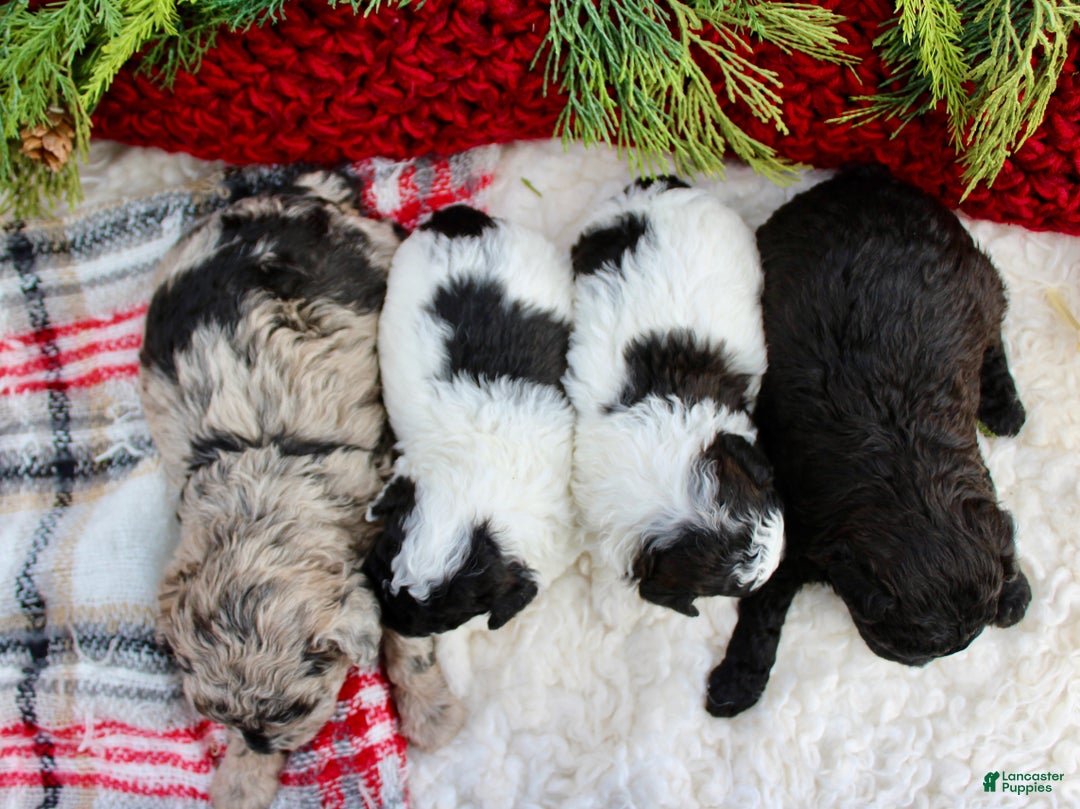 Miniature Poodle dogs for sale: Bella – Female - Ad 1