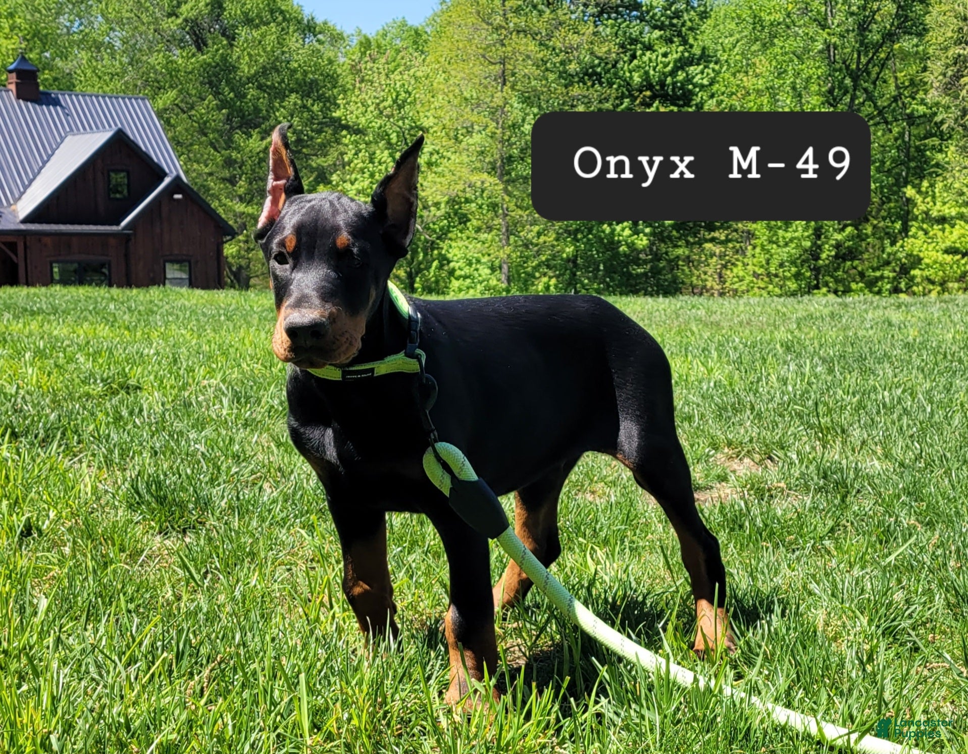 Doberman Pinscher dogs ONYX - Ad 33