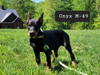 Doberman Pinscher dogs ONYX - Ad 33