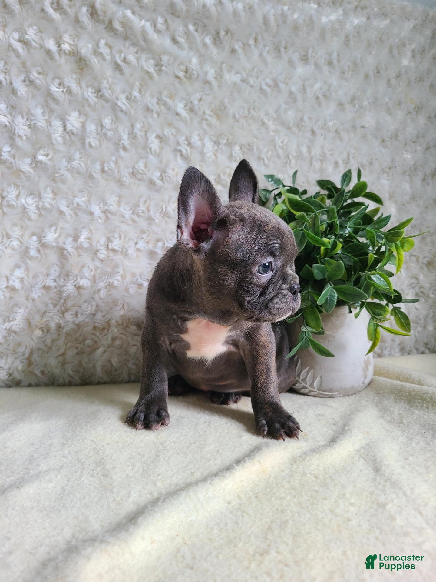Frenchton dogs Maggie - Ad 2