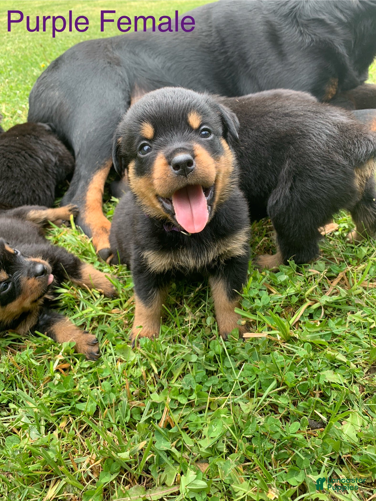 Rottweiler dogs Purple Female - Ad 16