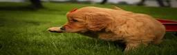 Golden Retriever dogs for sale: Hunter💙 - Ad 5