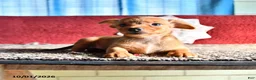 Mixed Breed dogs for sale: Katie - Ad 1